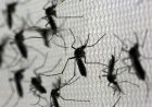 Brasil em alerta devido ao aumento de casos de dengue