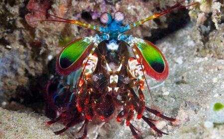 Animais que parecem ser de outro planeta