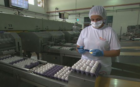 Preços dos ovos têm menor cotação em 2 anos no mercado doméstico e gripe aviária impulsiona exportações, aponta Cepea-USP