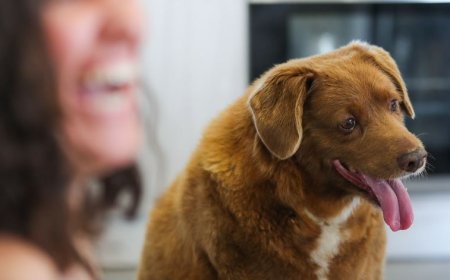 Bobi. Cão mais velho do mundo era português e perdeu o título (temporariamente)