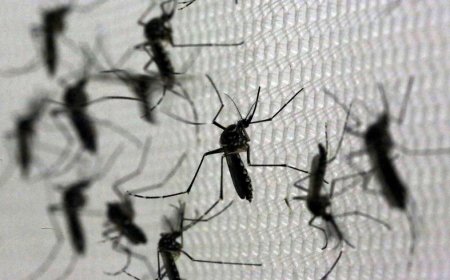 Brasil em alerta devido ao aumento de casos de dengue