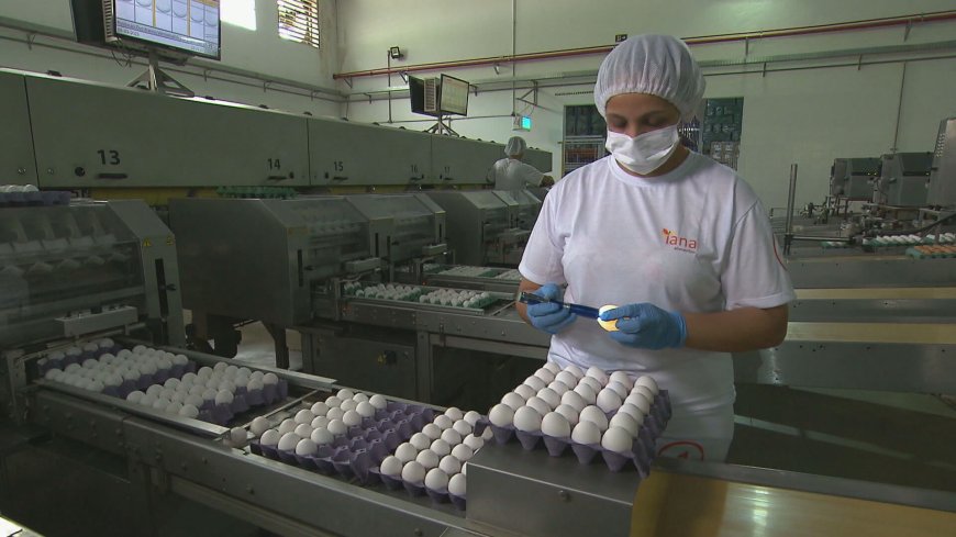 Preços dos ovos têm menor cotação em 2 anos no mercado doméstico e gripe aviária impulsiona exportações, aponta Cepea-USP