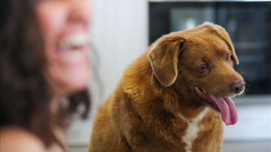 Bobi. Cão mais velho do mundo era português e perdeu o título (temporariamente)